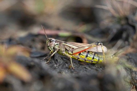 Acrididae, caelifera, grasshoppers, short-feeler scare, locustinae, mecostethus grossus,