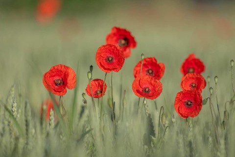 Red poppy stands alone in the field. A bee is sitting on a flower. The sky is clear and the sun is