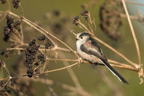 Long tailed tit (Aegithalos caudatus) adult bird perched on a plant seedhead, Suffolk, England,