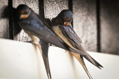 Two barn swallows (Hirundo rustica) perched on a ledge in front of black wooden slats, Houvig,