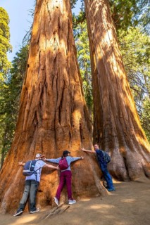 Tourists visiting sequoia national park exploring the ancient forest, showing appreciation for