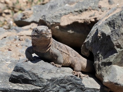 A Gran Canaria giant lizard (Gallotia stehlini) basks on a large rock in an arid, rocky landscape,
