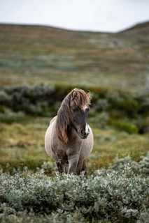 A young gray horse stands in a green landscape with bushes, Norwegian fjord horses, in the tundra,