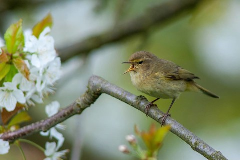 Chiffchaff, phylloscopus collybita, zilpzalp, birds, spring, song, passeri, singing, songbirds,