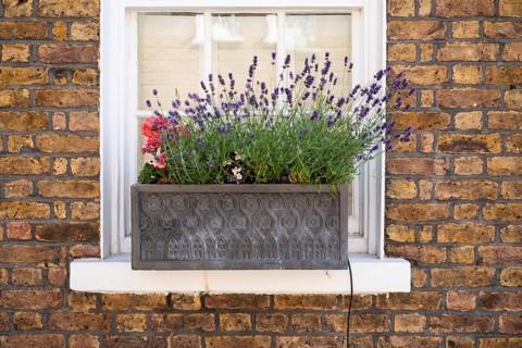 Wrought iron flower box with lavender and poppies in front of a window in a brick wall, Chelsea,
