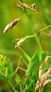 Close-up of a great green bush cricket (Tettigonia viridissima) perched on a leaf in a natural