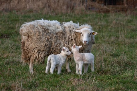 Moorschnucke (Ovis aries) with their lambs on the pasture, Rehna, Mecklenburg-Vorpommern, Germany