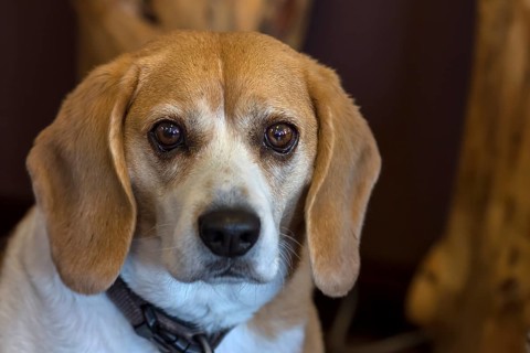 Portrait of a beagle, Baden-Württemberg, Germany