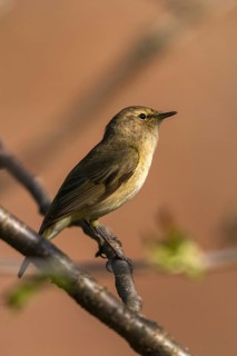 Chiffchaff, phylloscopus collybita, zilpzalp, birds, high size, portrait format, passeri,