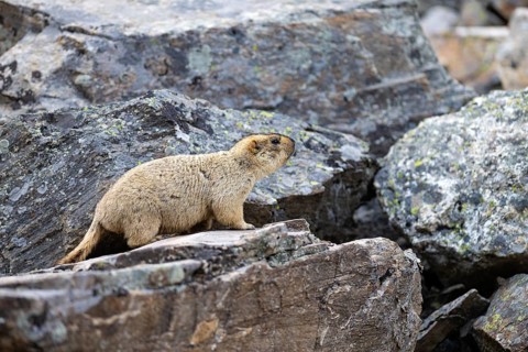 Himalayan marmot (Marmota himalayana), Himalayas, Humla region, western Nepal, Nepal