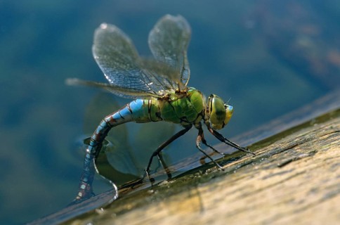 Anax Imperator, Blue Emperor, Emperor Dragonfly, Large Royal Libelle, Anisoptera, Damselflies,