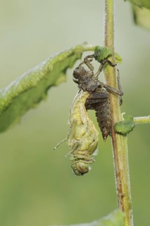 Black-tailed Skimmer (Orthetrum cancellatum), hatch, larva, dragonfly larva, North