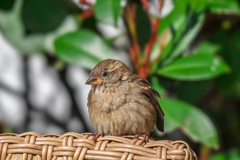 House Sparrow (Passer domesticus), Andalusia, Spain