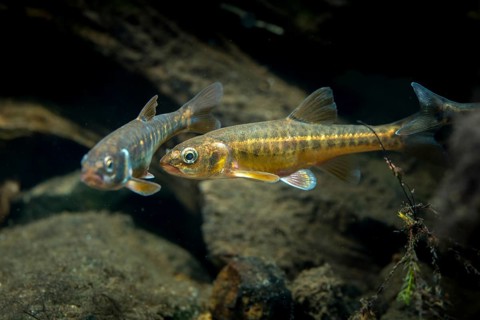 Bitterfish, minnow, Eurasian minnow, minnow, prille, phoxinus phoxinus, common minnow, fish,