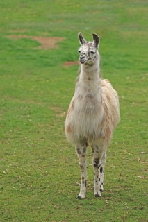 Llama (Lama glama), Lohberg, Bavaria, Germany, Captive