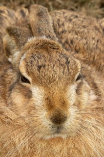 European brown hare (Lepus europaeus) adult animal head portrait, England, United Kingdom