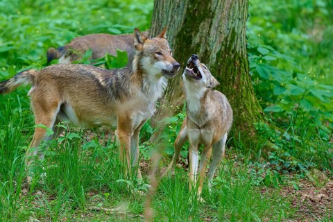 Two wolves interact peacefully in a wooded area, summer, wolf (Canis lupus), Germany