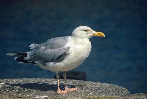 Herring gull, Larus argentatus, herring gull, adult, birds, charadriiformes, adult, mature, gulls,