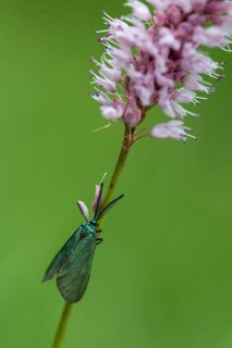 Adscita statices, ampfergreen ram, common green forester, green ram, butterfly, high size, portrait