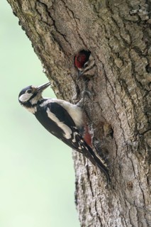 Great spotted woodpecker (Dendrocopos major) at the cave with young, Emsland, Lower Saxony, Germany