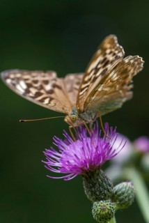 Argynnis Paphia, Kaisermantel, Silver-Washed Fritillary, Butterfly, Female, High Size, Portrait,