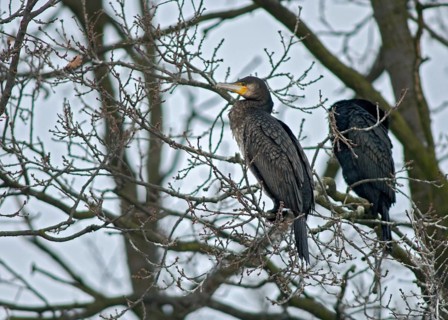 Black shag, cormorant, phalacrocorax carbo, birds, pelecaniforms, ropedes, birds, waterbirds,