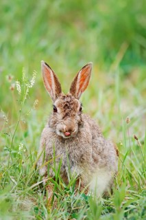 Wild rabbit (Oryctolagus cuniculus) sitting in a meadow, North Rhine-Westphalia, Germany