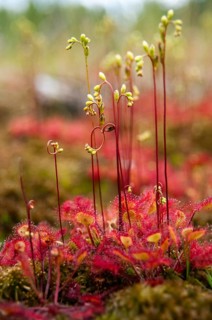 Brosswort, Bullwort, Drosera rotundifolia, Droseraceae, Lord's Spoon, Sky Spoon, Sky Dew, Roundleaf