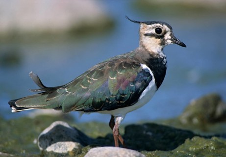 Lapwing, vanellus vanellus, birds, charadriiformes, limikolen, plovers, birds, waders, waders