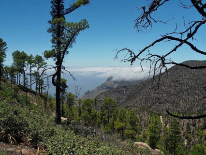 Barren hills with scattered trees, Canary Island pine (Pinus canariensis), Altavista, Tamadaba