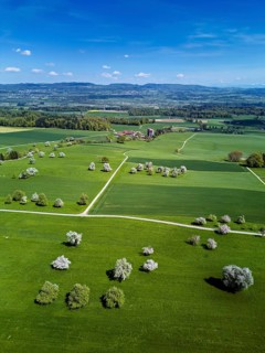 Blooming fruit trees, Beinwil, Freiamt, Canton of Aargau Switzerland