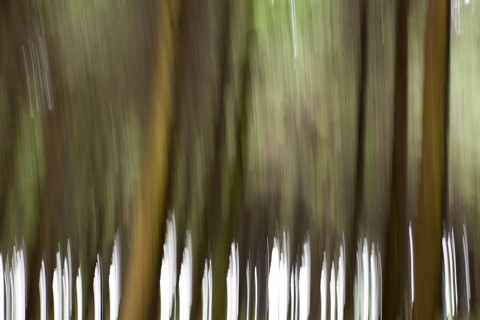 Atmospheric forest, abstract structures, wiping effect, bulb exposure