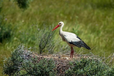 Ciconia ciconia, white stork, birds, ciconiiformes, extremadura, nest, walking birds, Spain, wading
