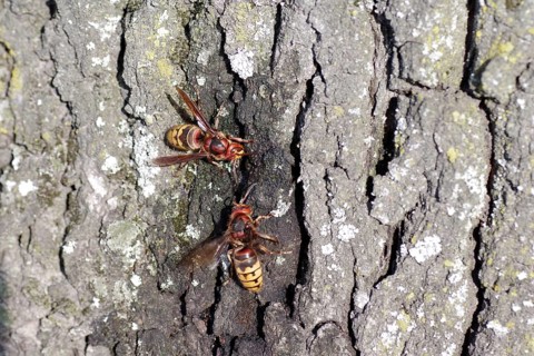 European hornet (Vespa crabro), tree trunk, food source, sap flow, In damaged oaks, water transport
