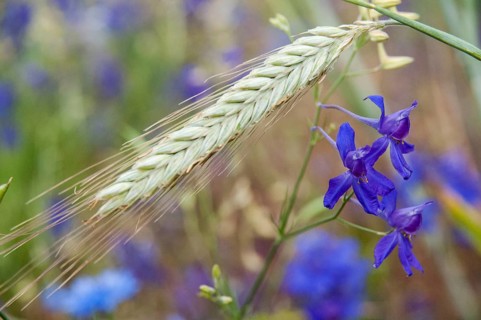Field larkspur, consolida regalis, field larkspur, forking larkspur, buttercup family,