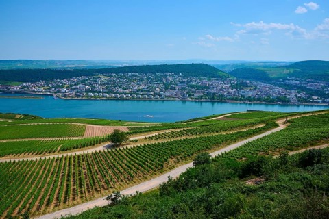 A picturesque landscape with vineyards, a river and a distant town under a clear blue sky, Rhine,