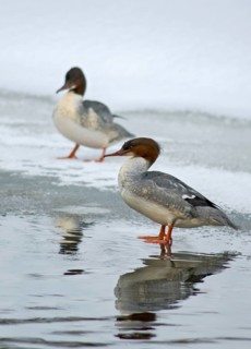 Goosander, goose säger, mergus merganser, anatidae, birds, duckbirds, female, high size, portrait