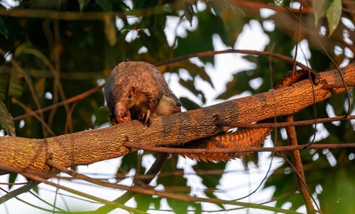 Pangolin climbing a tree, White-bellied pangolin (Phataginus tricuspis, Manis tricuspis), Western