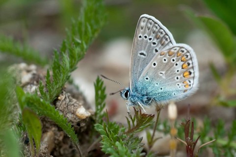 Brandenburg, common blue, common blue, Germany, hauhechelbläuling, nabu, national natural heritage,