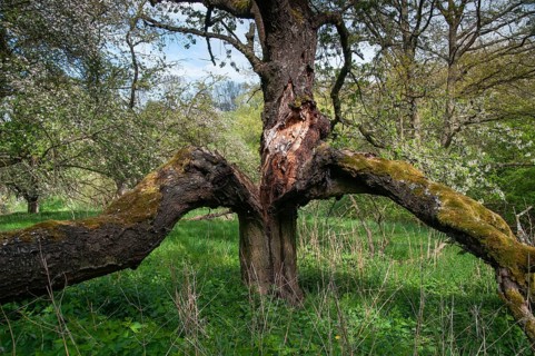 Deadwood, landscape, meadow orchard, mixed fruit, orchard, dead wood