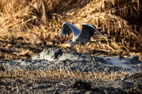 Grey heron (Ardea cinerea) Germany