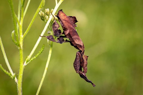 An inconspicuous insect on a plant: a ghost mantis in a meadow near Windhoek in Namibia