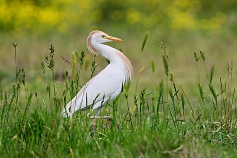Cattle egret (Bubulcus ibis), foraging in a meadow, Camargue, southern France, France