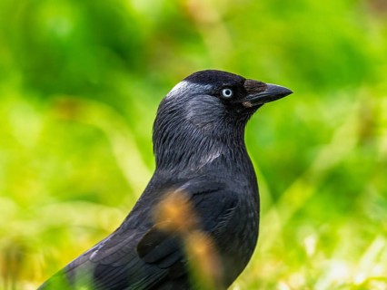 Western Jackdaw, Corvus monedula, Bempton Cliffs, Yorkshire, England, United Kingdom