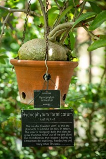Hanging pot containing an ant plant (Hydnophytum formicarum) in the Tropical Corridor, a hot and