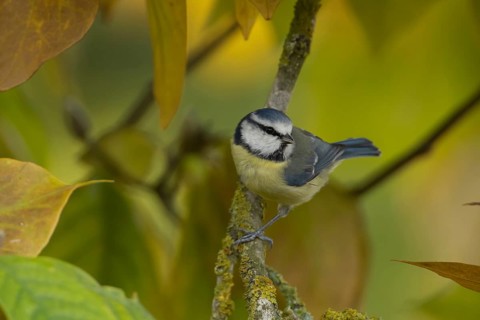 Blue tit (Cyanistes Caeruleus) adult bird in a garden magnolia tree with autumn colour leaves,