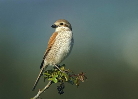 Lanius Collurio, red-backed shrike, redback shrike, birds, female, leo, passeri, songbirds,