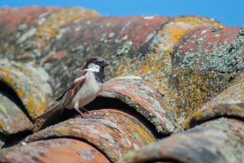 House sparrow, house sparrow, passer domesticus, sparrow, birds, extremadura, male, passeri,