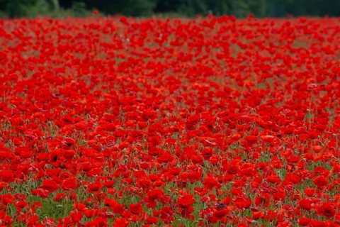 Common field poppy (Papaver rhoeas) red flowers in a field of poppies in summer, Suffolk, England,