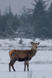 Red deer (Cervus elaphus) in a meadow in a snow-covered winter landscape, winter, cold, snow,